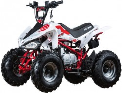AMS MINI SPORT 110 ab Bj. 2018